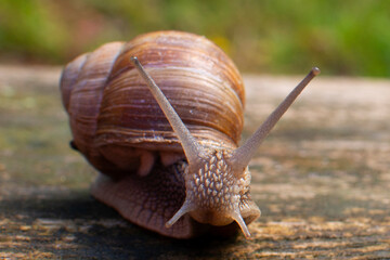 Garden snails on a wooden background. Snails after the rain