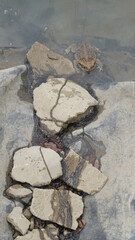 The cane toad (Rhinella marina), sometimes known as the 