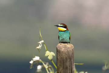 Fototapete bei efototapeten.de bestellen   