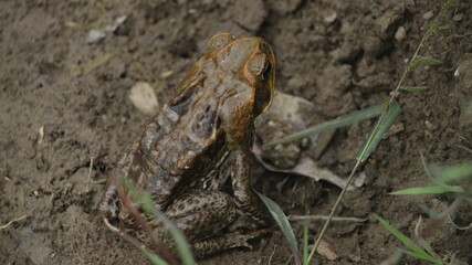 The cane toad (Rhinella marina), sometimes known as the 