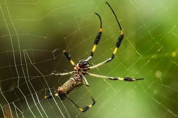 Coloseup of scary spider on wet spider web