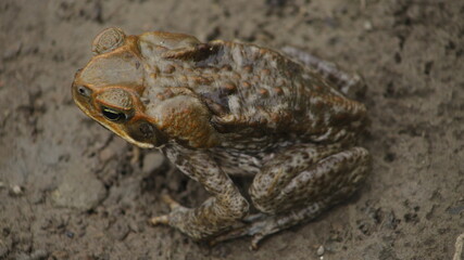 The cane toad (Rhinella marina), sometimes known as the 