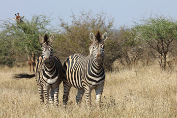 Steppenzebra / Burchell's zebra / Equus burchellii