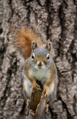 Red Squirrel 