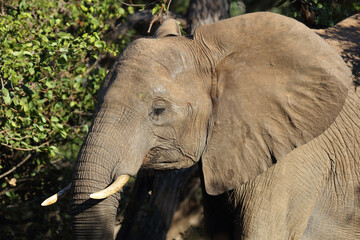 Afrikanischer Elefant / African elephant / Loxodonta africana