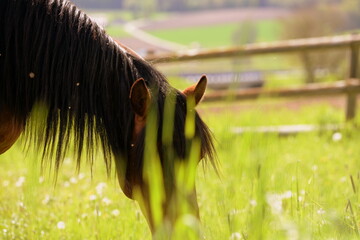 Connemara Ponies auf der Wiese