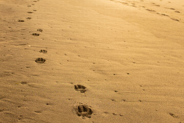 Dog footsprint
