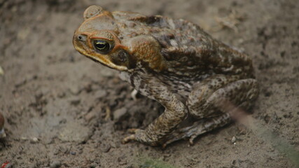 The cane toad (Rhinella marina), sometimes known as the 