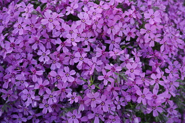 A carpet of flowers. Background. Texture. Spring background. May.