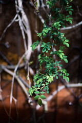 artistic background, rose branches in the sunlight on the background of an abandoned veranda in the spring garden. a dry vine in the background emphasizes life. Selective focus, blur