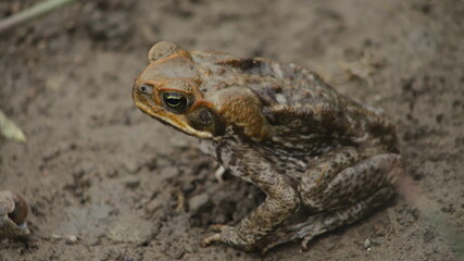 The cane toad (Rhinella marina), sometimes known as the 