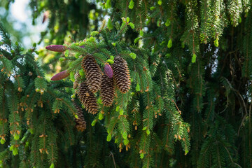 Fir branches with cones and new sprouts in the spring forest