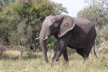 Fototapeta premium Afrikanischer Elefant / African elephant / Loxodonta africana