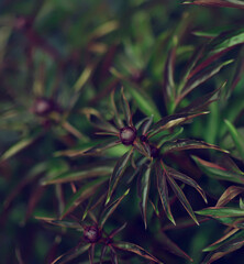 Obraz premium A peony is a plant with buds. Large foliage of tropical leaves with a dark green texture. Seamless Leaf Background.A Full-Frame Shot Of The Leaves. abstract green texture, nature background.