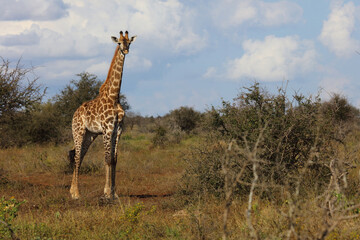 Giraffe / Giraffe / Giraffa camelopardalis.