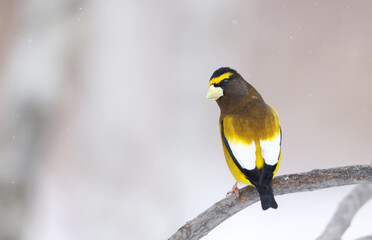 Fototapeta premium Evening grosbeak