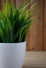 white pot with grass on the background of a wooden wall close-up