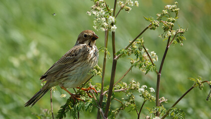close up full frame of a corn bunting perched in tall grass stalks