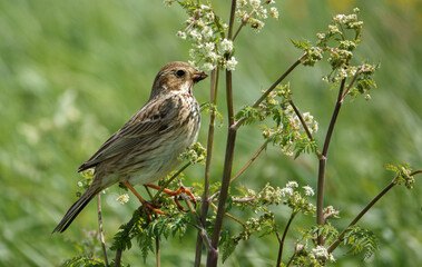 close up full frame of a corn bunting perched in tall grass stalks