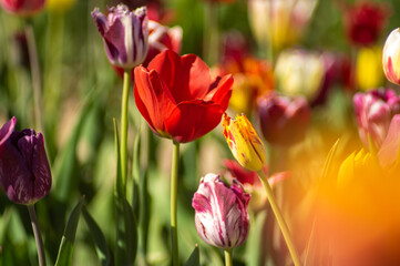 Close-Up of flower bed with Tulips