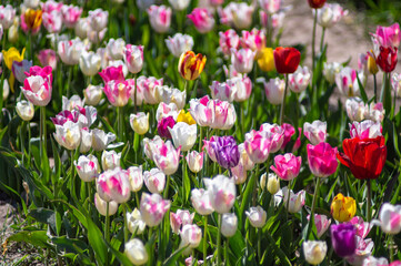 Obraz na płótnie Canvas Close-Up of flower bed with Tulips
