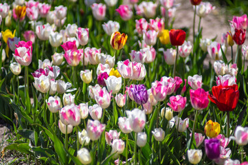 Close-Up of flower bed with Tulips