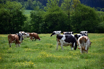 Fototapeta na wymiar Glückliche Kühe im Schwarzwald