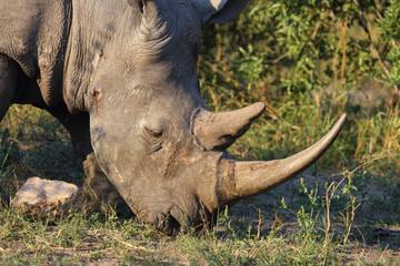 Fototapeta premium Breitmaulnashorn / Square-lipped rhinoceros / Ceratotherium Simum