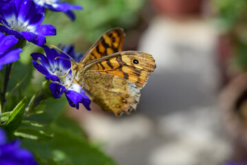 Close up of butterfly on blue flowers.