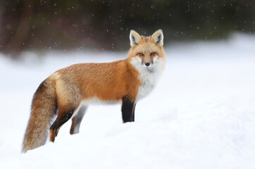Fototapeta premium Red fox
