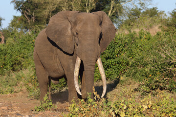 Fototapeta premium Afrikanischer Elefant / African elephant / Loxodonta africana
