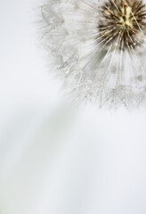 Pusteblume close up mit Regentropfen, Hintergrund weiß
