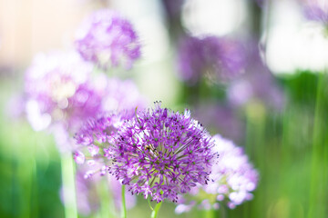 Purple allium flowers in the garden, real natural springtime plants