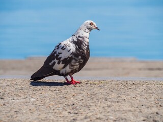Spotted black and white wild pigeon on the background of the embankment. A rare breed of rock or sea bird close-up.