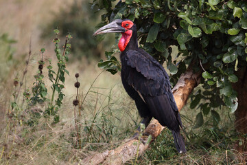 Kaffernhornrabe / Southern ground hornbill / Bucorvus leadbeateri