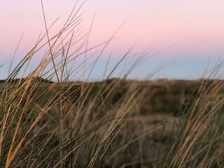 Fototapeta premium grass on the beach