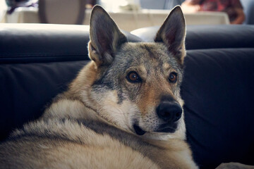 A wolf dog pet looking attenting something at home