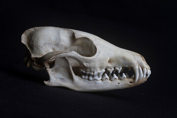 Skull of a fox on black background