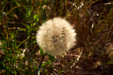 Portrait of a dandelion in the country