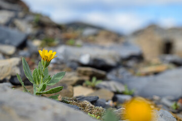 Close up of yellow wildflower on the rocks.