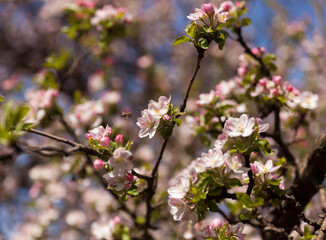 Apple tree branch with flowers and flying honey bee,blured background