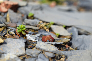Close up of green wild plant on rocks.