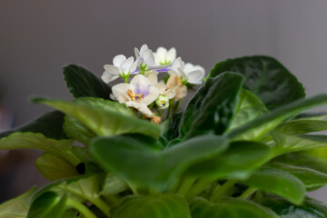 Beautiful white violets growing among green leaves. Blooming home plant in the pot with a grey background. Selective focus.
