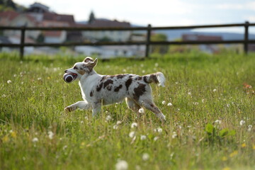Obraz premium Hundefrühling. Junger Australien Shepherd auf der Löwenzahnwiese