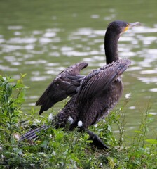 Cormorant