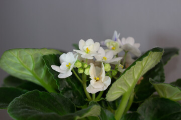 Beautiful white violets growing among green leaves. Blooming home plant in the pot with a grey background. Selective focus.
