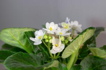 Beautiful white violets growing among green leaves. Blooming home plant in the pot with a grey background. Selective focus.
