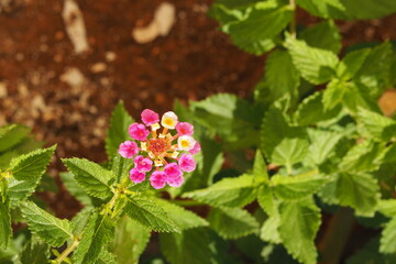 Male różnokolorowe kwiaty na tle liści, Kreta, Grecja © vofchok