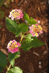 Male różnokolorowe kwiaty na tle liści, Kreta, Grecja © vofchok