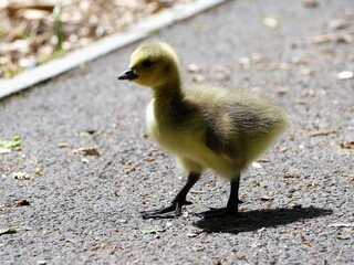 Gosling
